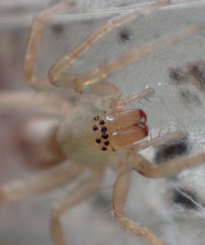Clubiona sp.